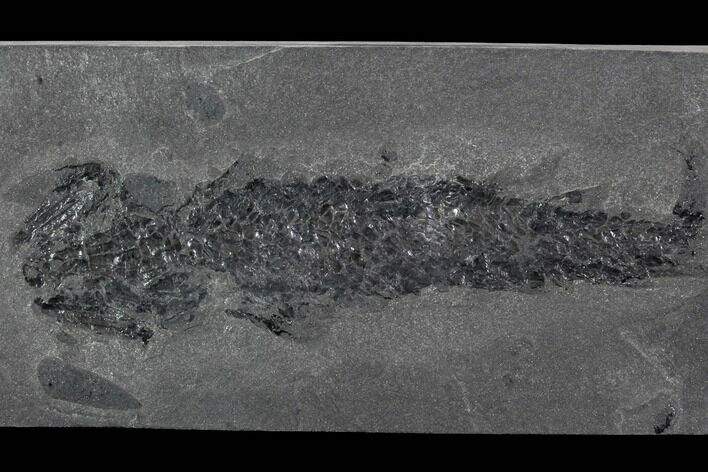 Devonian Lobed-Fin Fish (Osteolepis) - Scotland #98036